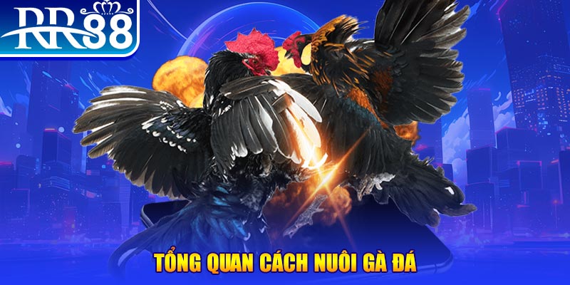 99ok VA Điện Tử